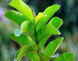 Fresh Guava Leaves Tea
